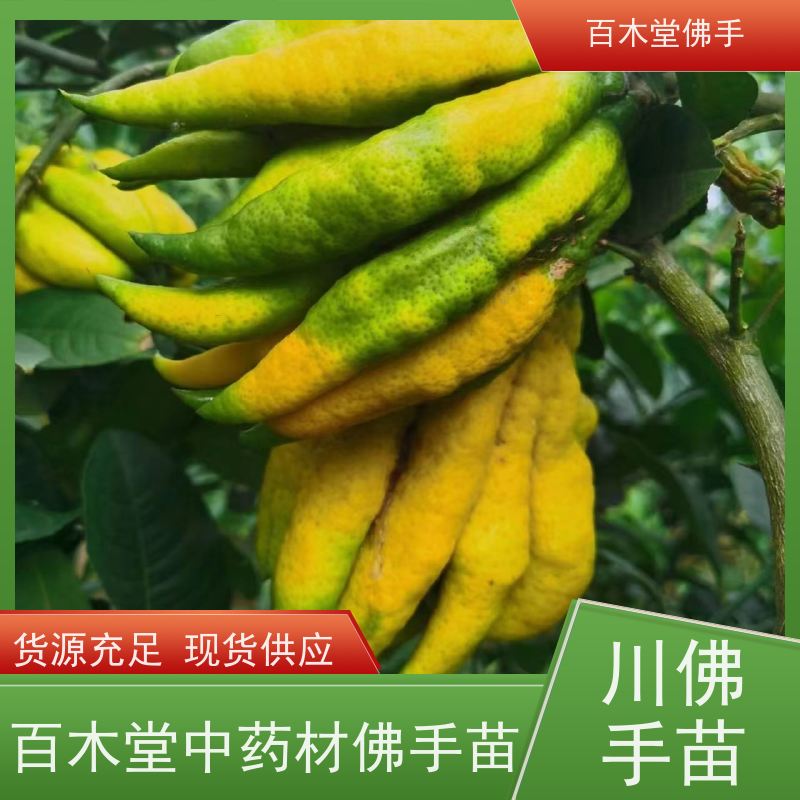 百木堂 梁 平佛手苗 枝叶紧密 美丽多姿 园林景区栽植