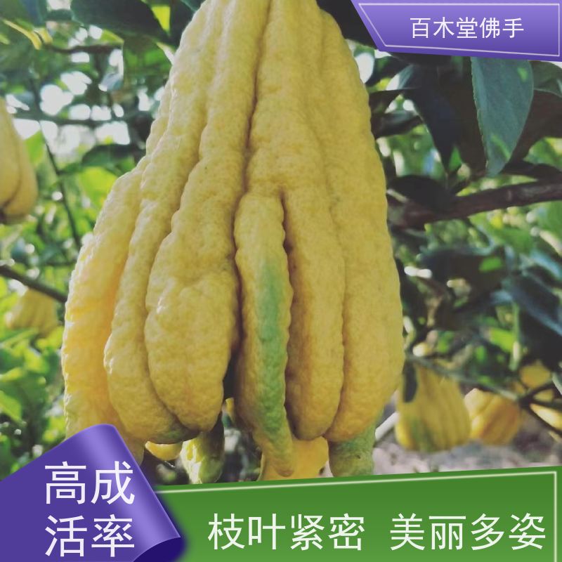 百木堂 白芨种植 高成活率 较耐干旱 道路绿化行道苗