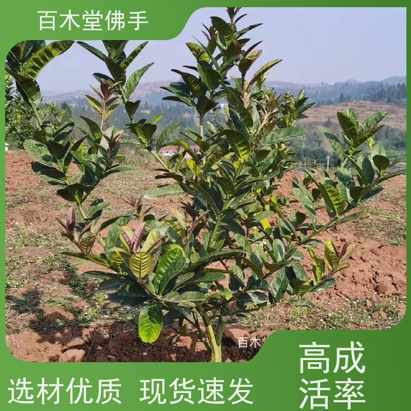 百木堂 金银花种植 高成活率 较耐干旱 种苗基地直供