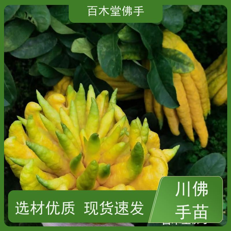 百木堂 枳壳种植 适用性强 规格齐全 城市景观绿化树 