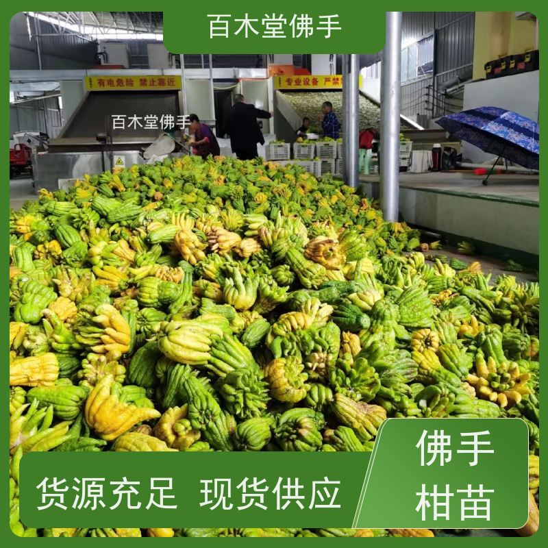 百木堂 良种佛手苗 造型优美 易成活 园林景区栽植