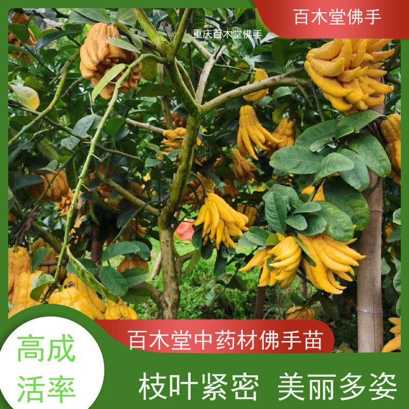 百木堂 中药材种植 观赏植物 附加值高 种苗基地直供