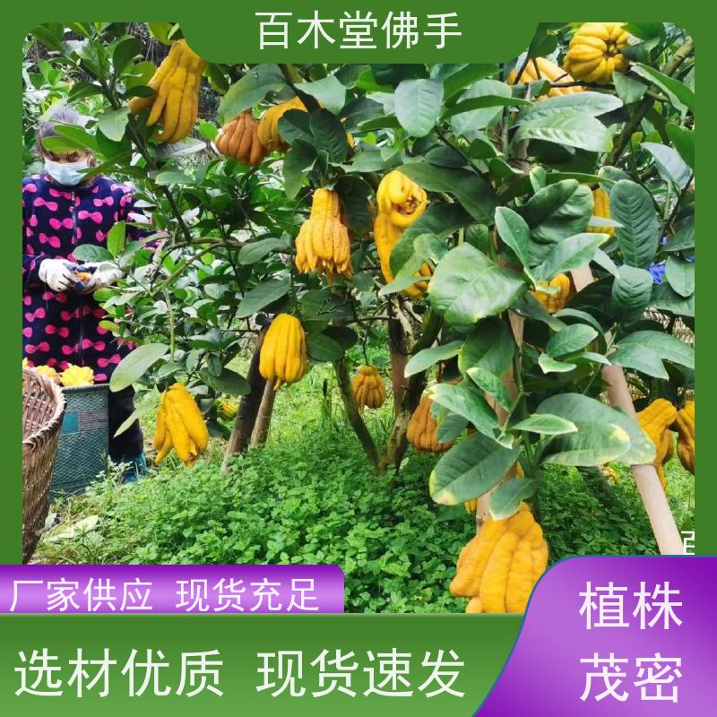 百木堂 玄胡种植 生长环境适应性强 种苗基地直供