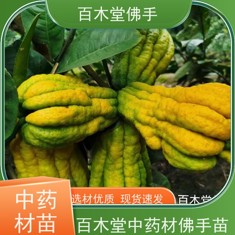 百木堂 柚子种植 树形丰富 成活率高 城市景观绿化树 