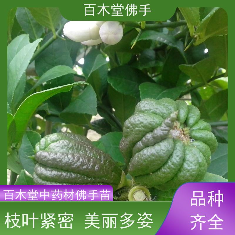 百木堂 中药材佛手苗 造型优美 易成活 种苗基地直供