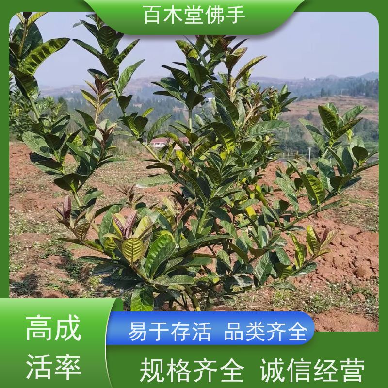 百木堂 中药材佛手苗种植 树形丰富 成活率高 城市景观绿化树 