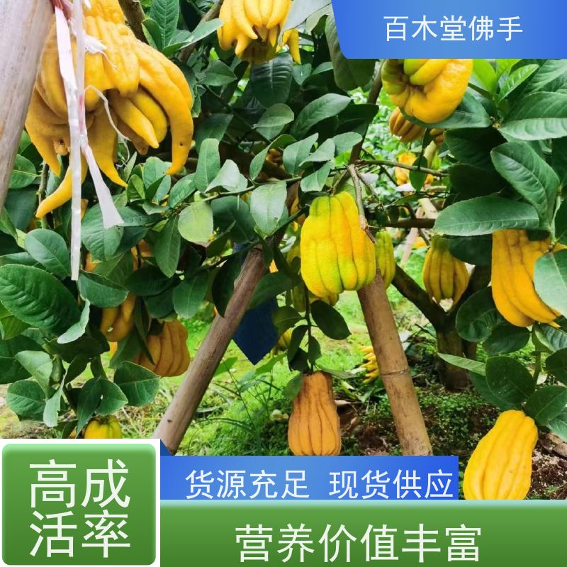 百木堂 佛手柑苗 枝叶紧密 美丽多姿 城市景观绿化树 