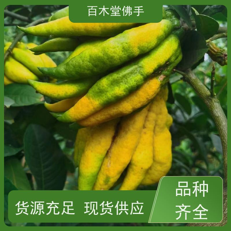 百木堂 中药材佛手种植 生长环境适应性强 园林景区栽植