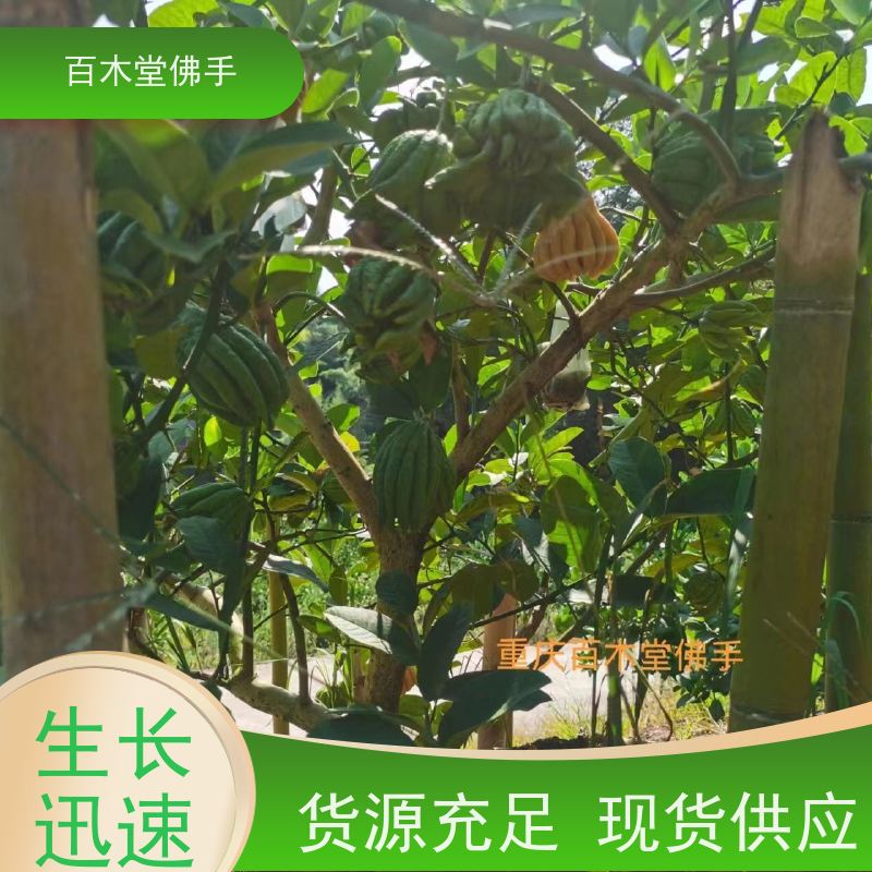 百木堂 广佛手苗种植 树形丰富 成活率高 道路绿化行道苗