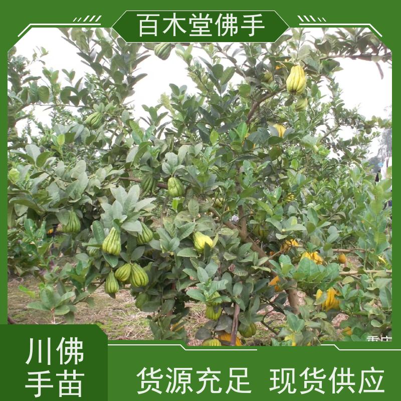 百木堂 金佛手苗批发 适用性强 规格齐全 用于庭院装饰
