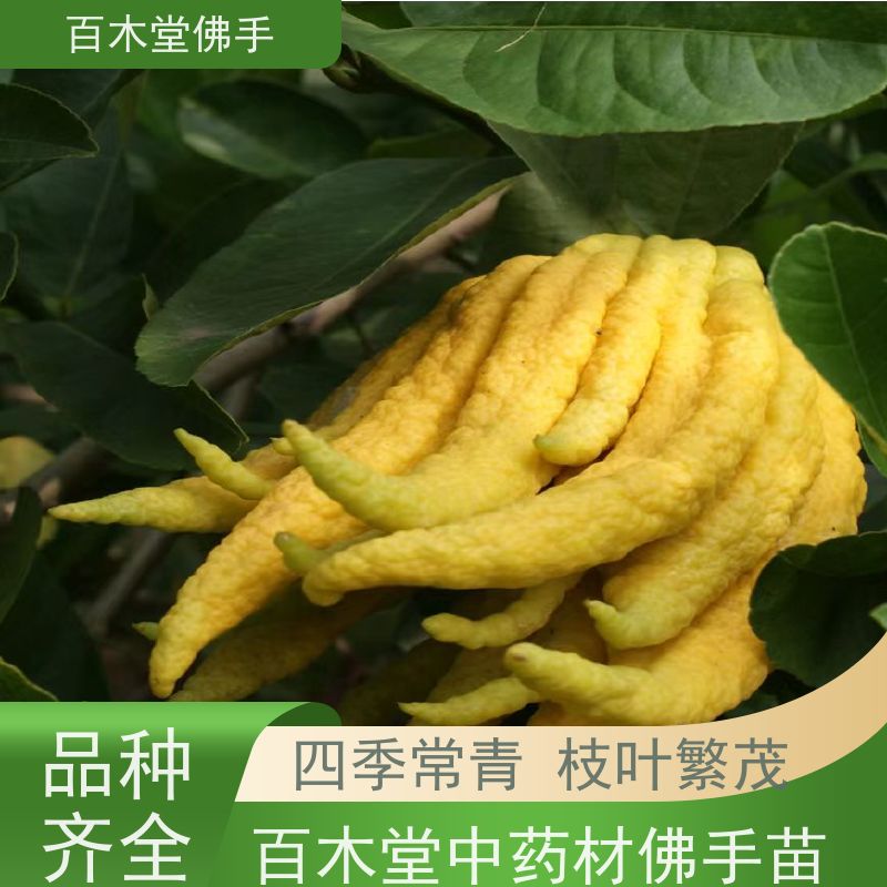 百木堂 乐 山佛手基地 适用性强 规格齐全 植株茂密