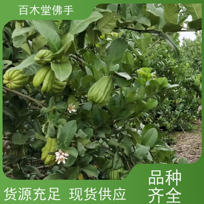百木堂 沙 湾佛手批发 道路绿化行道苗 植株茂密
