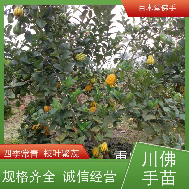 百木堂 佛手苗基地 高成活率 较耐干旱 用于室内外盆景