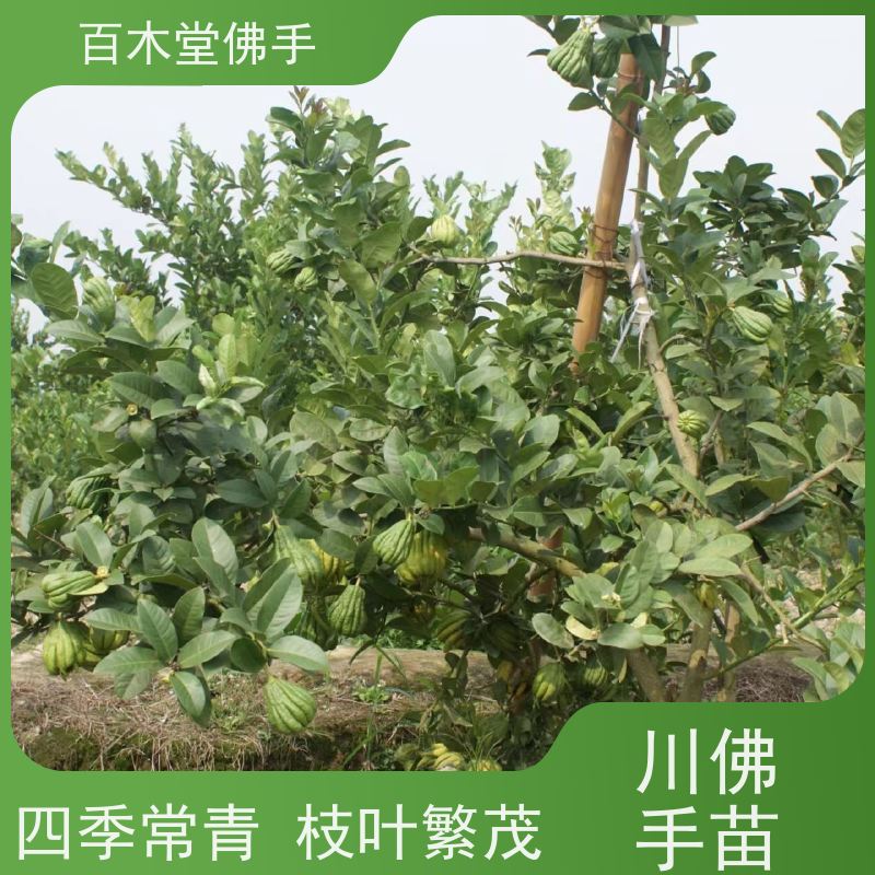 百木堂 内 江佛手基地 树形丰富 成活率高 用于庭院装饰