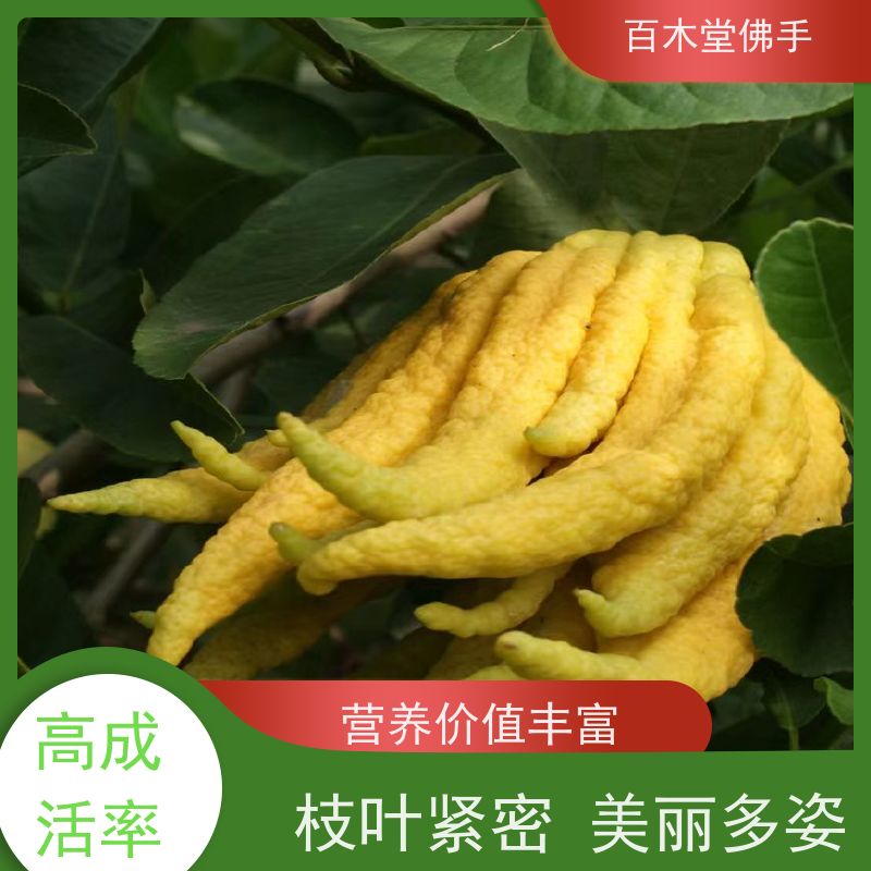 百木堂 重 庆佛手苗 高成活率 较耐干旱 生长迅速