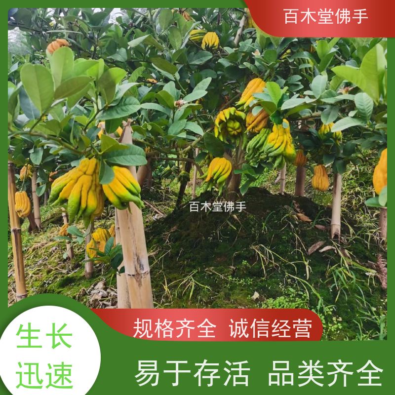 百木堂 乐 山佛手 造型优美 易成活 中药材种植基地 