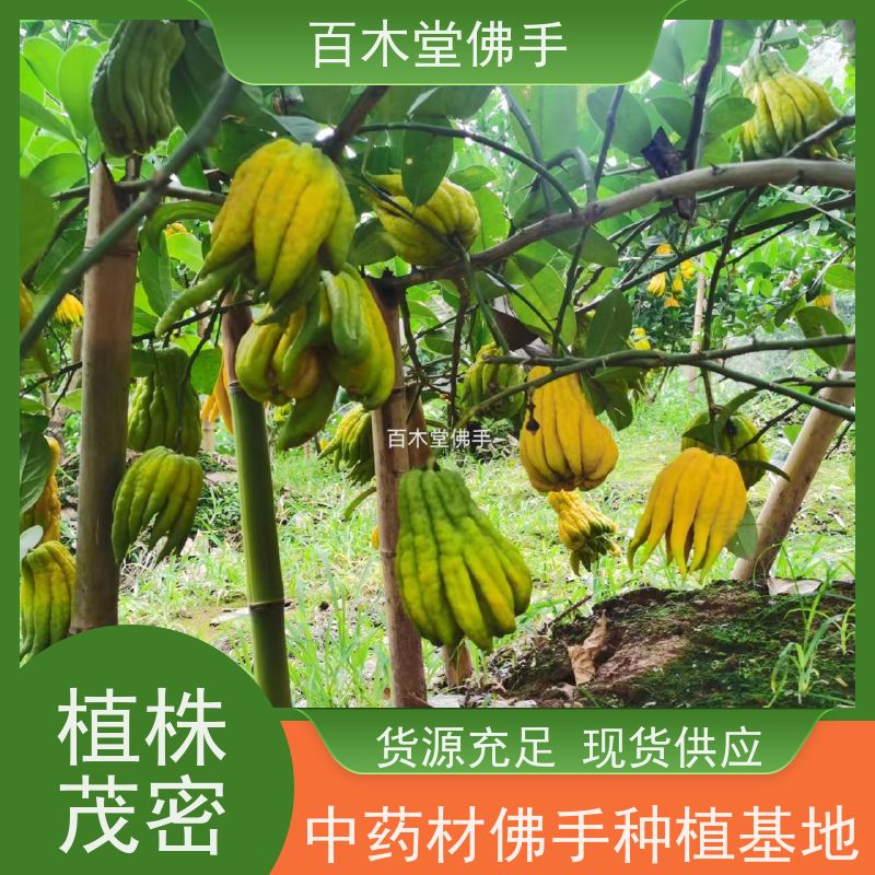 百木堂 石 柱佛手 生长环境适应性强 种苗基地直供 