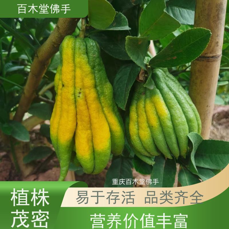 百木堂 遂 宁佛手 生长环境适应性强 用于室内外盆景