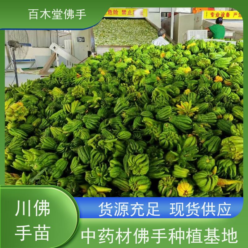 百木堂 巴 中佛手 观赏植物 附加值高 种苗基地直供