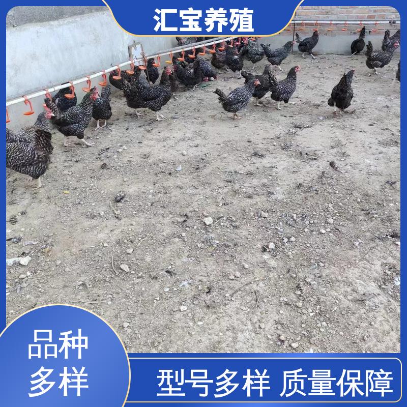 汇宝养殖 绿壳蛋鸡鸡苗 标本食用 不易生病 可以自提