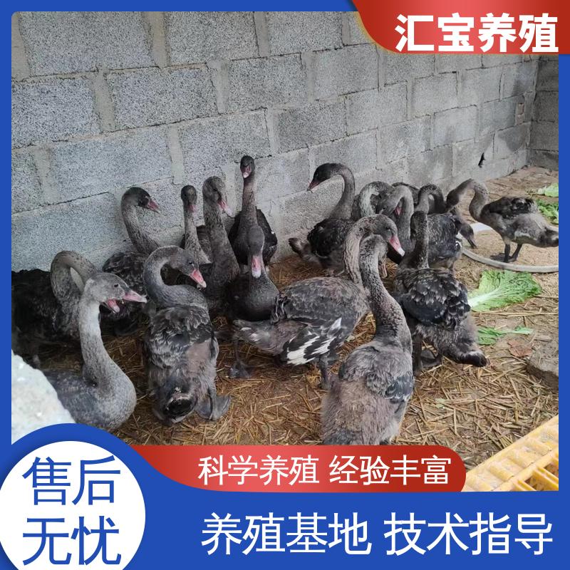 汇宝养殖 喂养方法 观赏黑天鹅 体型优美 动物园改良 提供技术指导