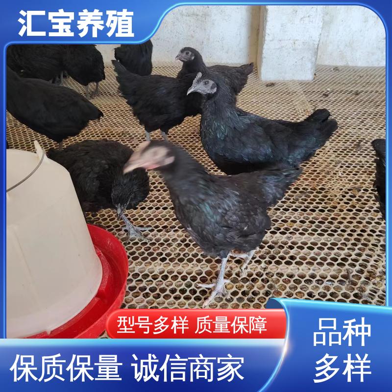 汇宝养殖 绿壳蛋鸡鸡苗 饲养简单 做种繁殖 孵化场