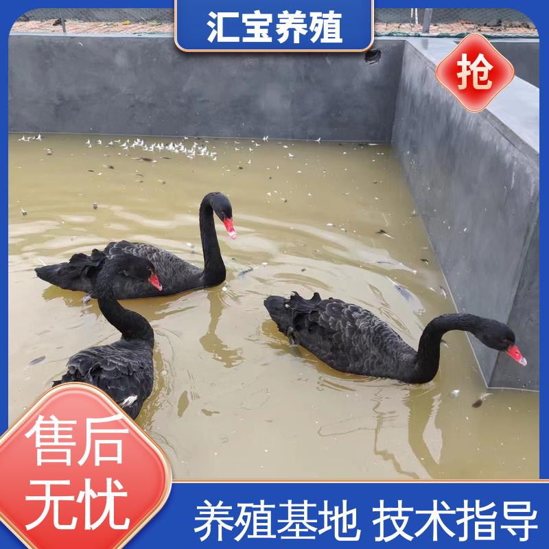 汇宝养殖 喂养方法 一对黑天鹅 全国可发 实地引种考察