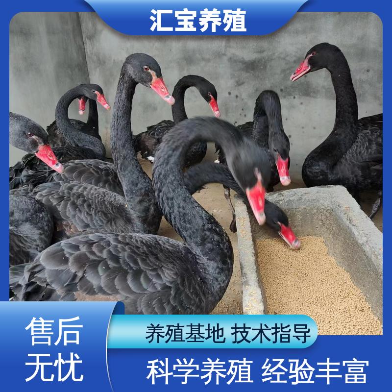 汇宝养殖 喂养方法 宠物小黑天鹅 抗病能力强 可回收健康