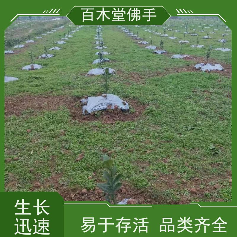 百木堂 内 江佛手苗 高成活率 较耐干旱 植株茂密
