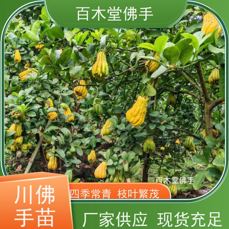 百木堂 凉 山佛手苗 高成活率 较耐干旱 园林景区栽植