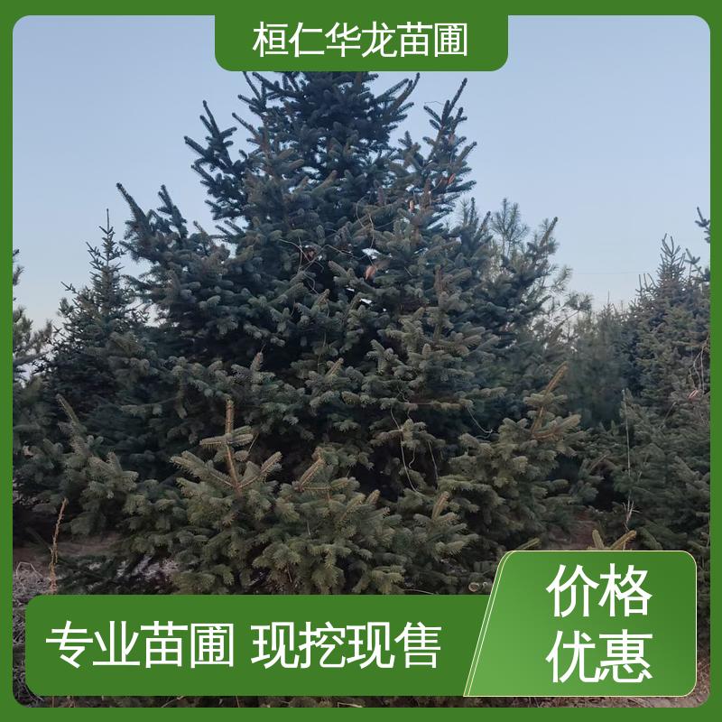 华龙苗圃 基地批发 常绿乔木 大量供应 粗枝云杉