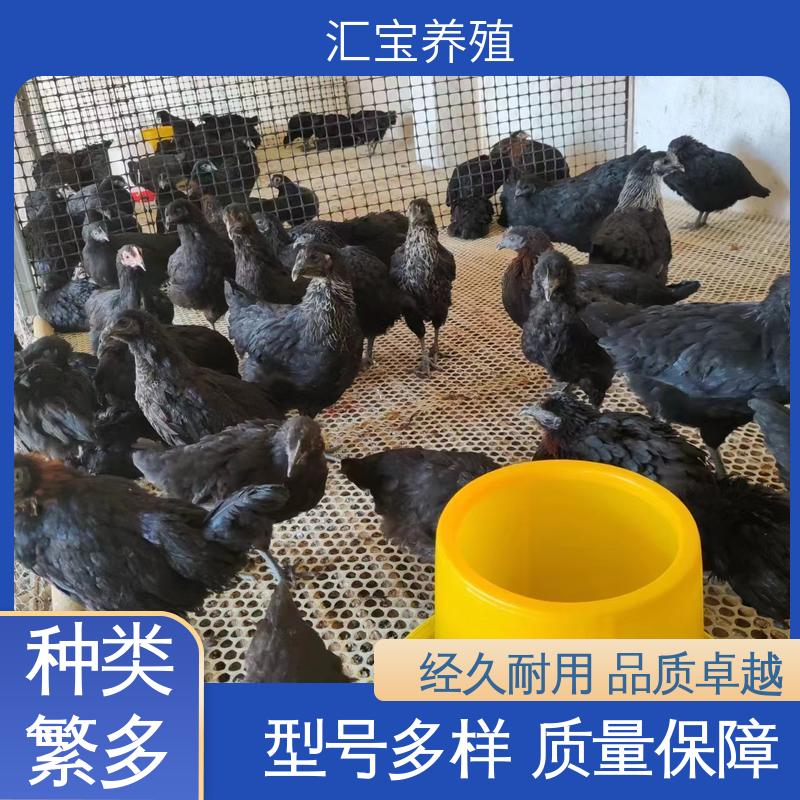 汇宝养殖 大红公鸡苗 种鸡蛋产蛋率高 可以自提