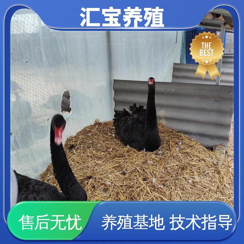 汇宝养殖 高端品种 公园黑天鹅 体型优美 动物园改良 可回收健康