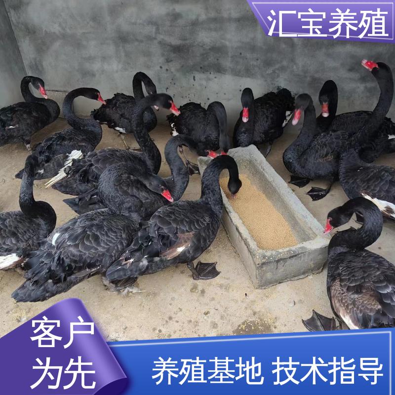 汇宝养殖 高端品种 宠物小黑天鹅 体型优美 动物园改良 提供技术指导