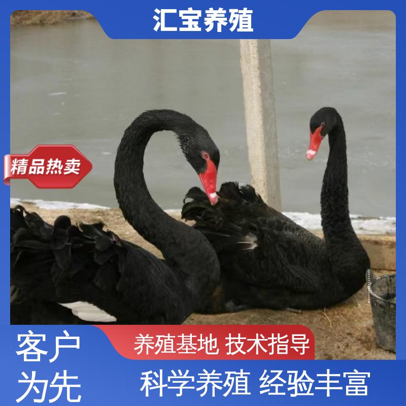 汇宝养殖 高端品种 两年初产黑天鹅 体型优美 动物园改良 不易生病