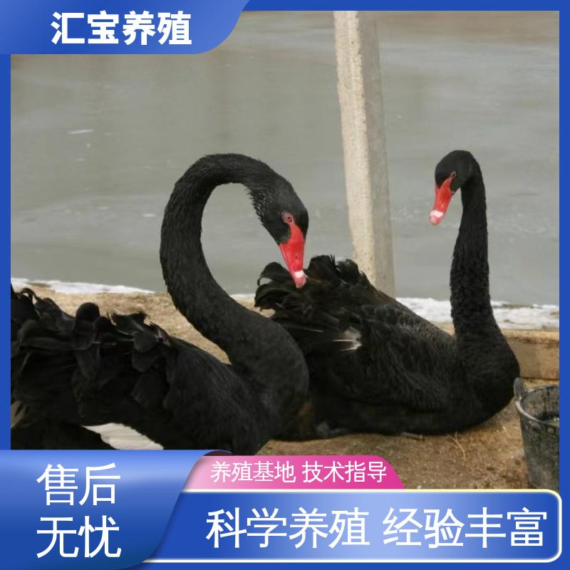 汇宝养殖 喂养方法 黑天鹅 成长速度快 一窝多只 不易生病