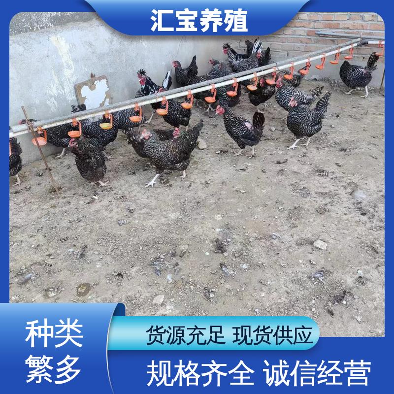 汇宝养殖 芦花鸡苗 高端品种 羽毛漂亮 可回收健康