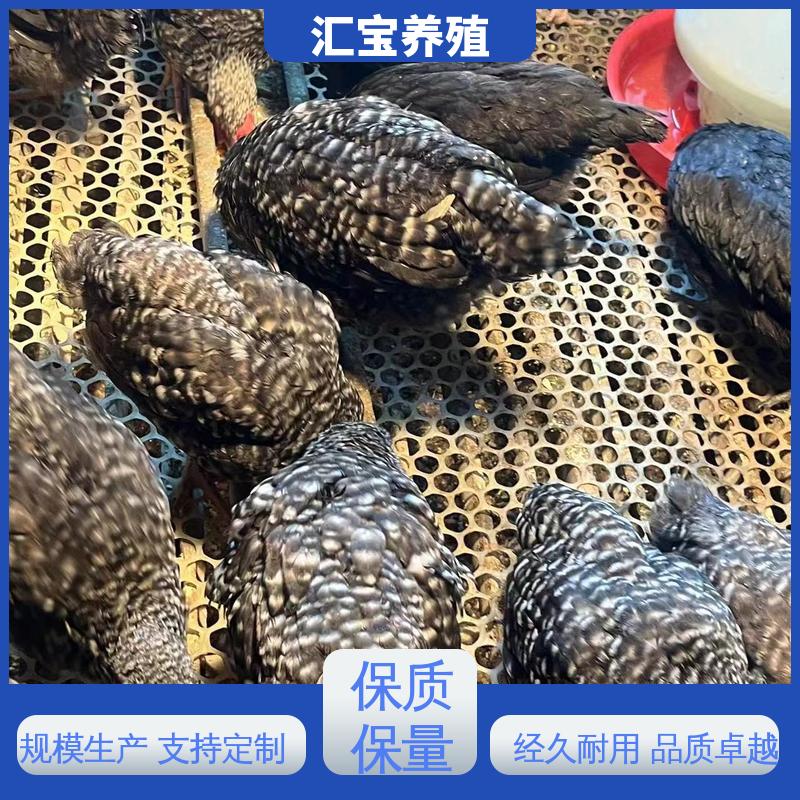 汇宝养殖 婆罗门鸡苗 饲养简单 做种繁殖 可回收健康