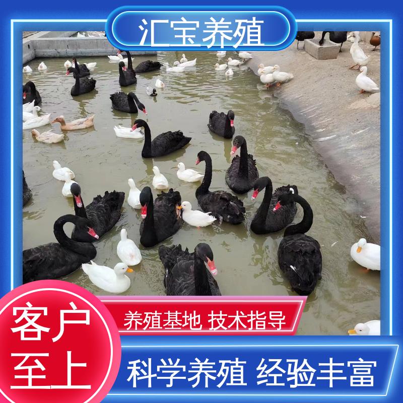 汇宝养殖 品种纯正 公园黑天鹅 全国可发 不易生病