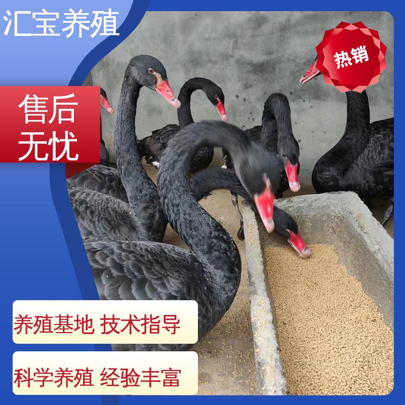 汇宝养殖 品种纯正 黑天鹅 体型优美 动物园改良 不易生病