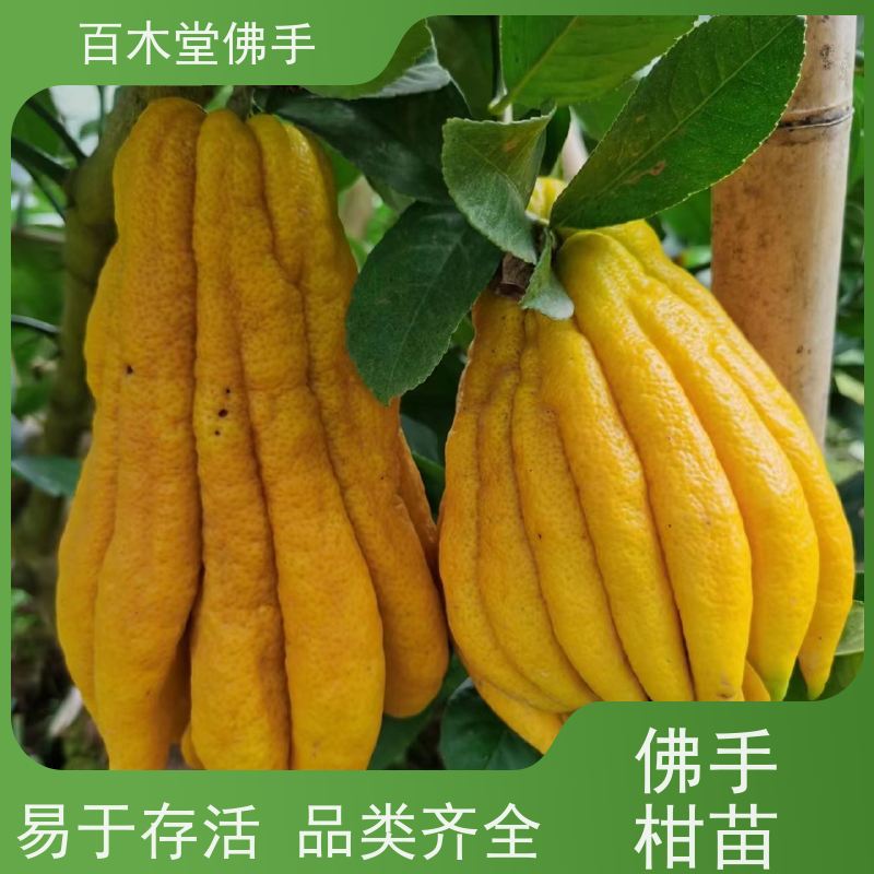 百木堂 中药材苗种植 造型优美 易成活 城市景观绿化树 