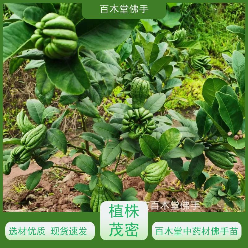 百木堂 佛手柑苗 产量高 用途广泛 道路绿化行道苗