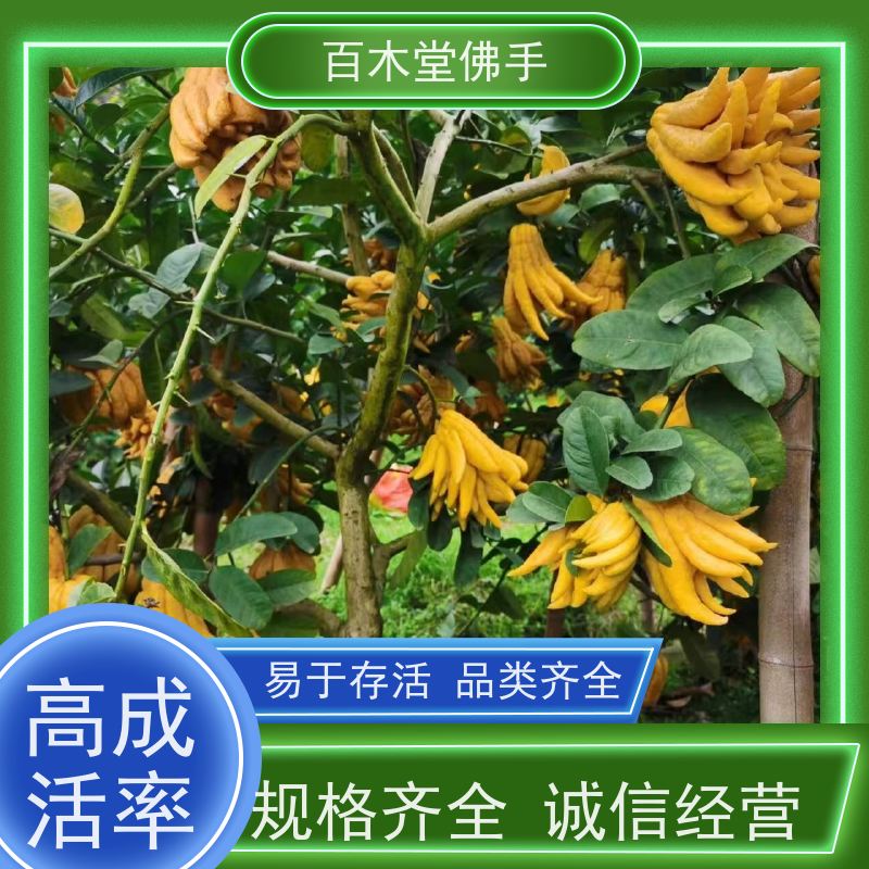 百木堂 川佛手苗 植株茂密 生长迅速 道路绿化行道苗