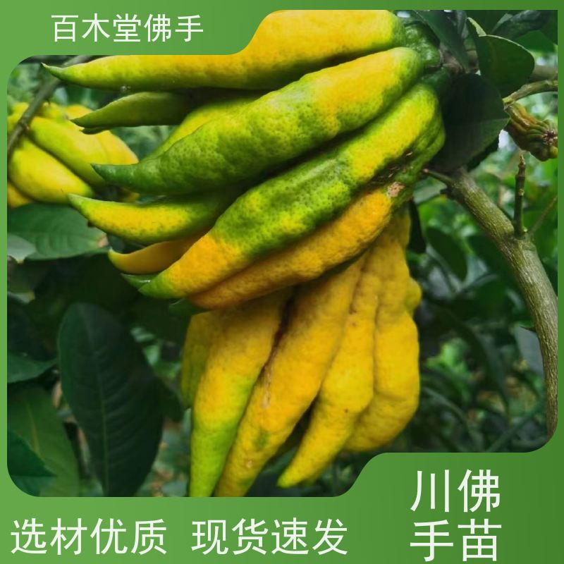 百木堂 沪 州佛手苗 枝叶紧密 美丽多姿 品种齐全