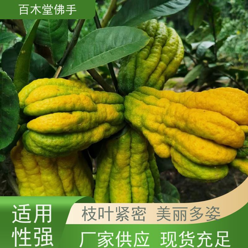 百木堂 佛手苗种植 生长环境适应性强 植株茂密 用途广泛