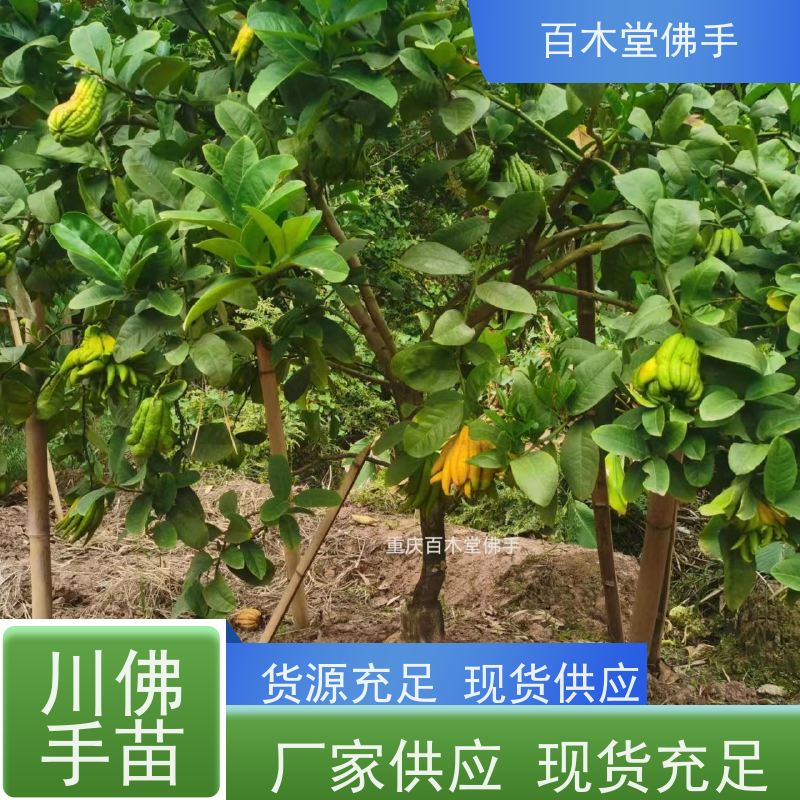 百木堂 良种佛手批发 高成活率 较耐干旱 用于室内外盆景