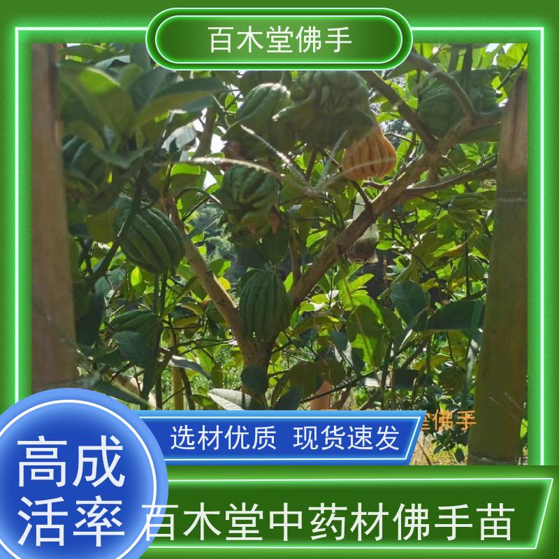百木堂 川佛手苗种植 生长迅速 品种齐全 植株茂密 用途广泛