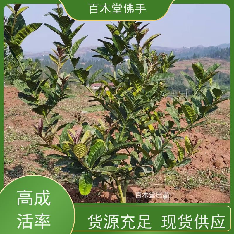 百木堂 金佛手苗种植 高成活率 较耐干旱 道路绿化行道苗