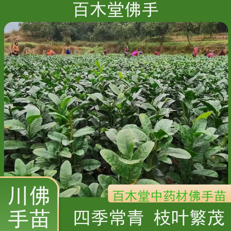 百木堂 佛手柑苗种植技术 产量高 造型优美 易成活 用于室内外盆景