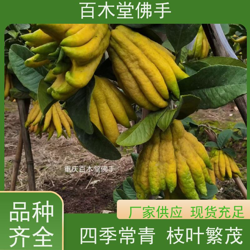 百木堂 川佛手苗批发 高成活率 较耐干旱 植株茂密 用途广泛
